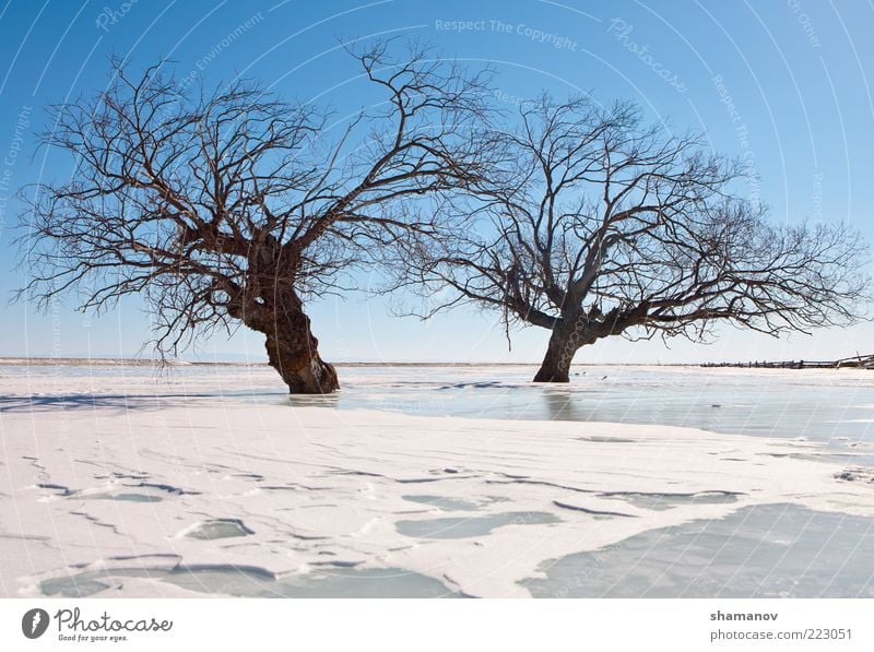 Bäume in einem Eis des Sees Winter Schnee Berge u. Gebirge Natur Landschaft Himmel Frost Baum Küste Zusammensein blau weiß Baikalsee Sibirien Windstille kalt