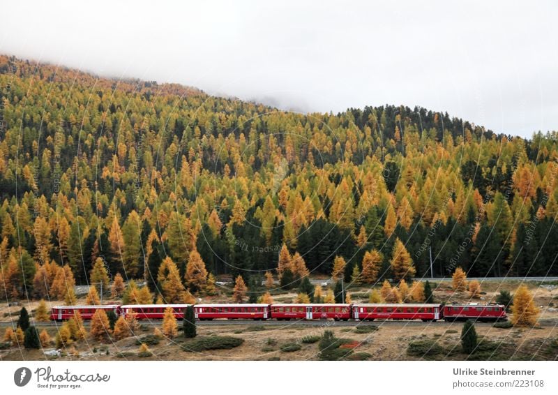 Bernina-Express im Herbstwald bei Pontresina Berge u. Gebirge Landschaft Baum Wald Alpen Verkehr Personenverkehr Eisenbahn Gleise rot Berninabahn Albulabahn