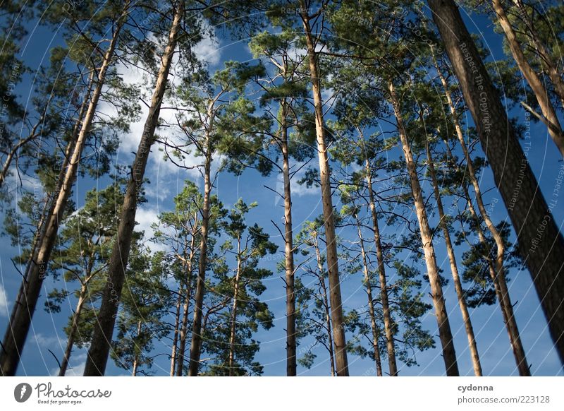 Kiefernwald Umwelt Natur Himmel Wolken Baum Wald ästhetisch einzigartig Erholung Freiheit Kraft Leben nachhaltig ruhig schön Vergänglichkeit Wachstum Wert Zeit