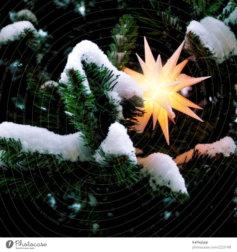 saisonware Zeichen leuchten Tanne Weihnachtsbaum Stern Weihnachtsdekoration Christentum Weihnachtsstern Schneedecke Weihnachten & Advent Neuschnee weiß Baum