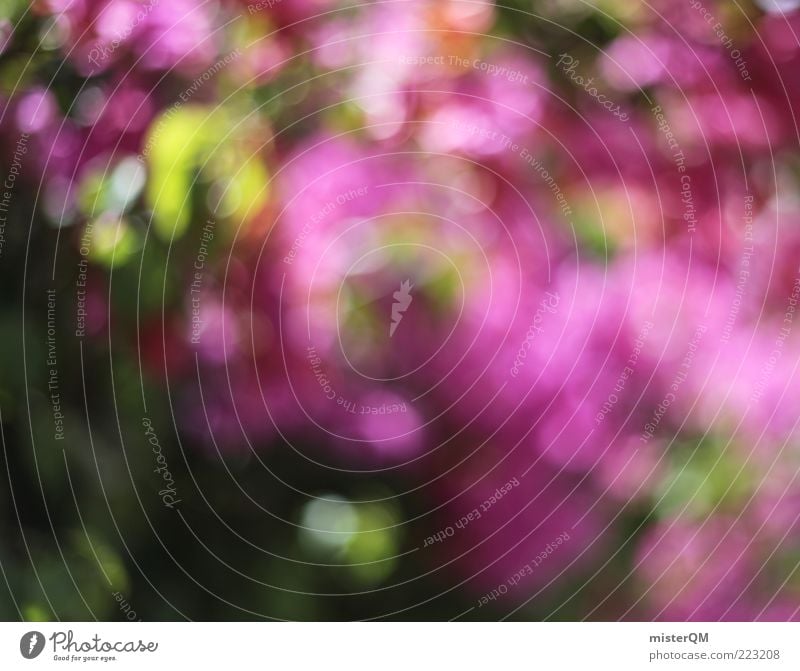 Urlaubsgewächs. ästhetisch Kitsch skurril Bougainvillea mediterran rosa rosarote Brille dezent schön Natur Blume Hecke Blühend Unschärfe grün Punkt mehrfarbig