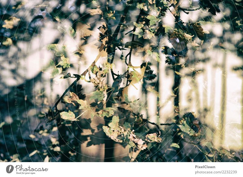 herblicher Wald Ferien & Urlaub & Reisen Tourismus Ausflug wandern Natur Landschaft Pflanze Tier Herbst Baum Wildpflanze Blühend schön mehrfarbig Stimmung