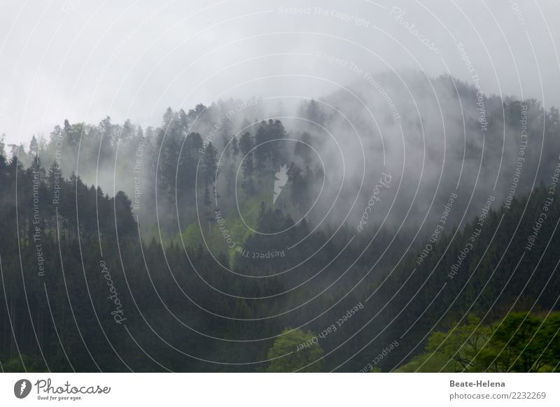 Aufklarung folgt Natur Landschaft Himmel Wolken Herbst schlechtes Wetter Nebel Pflanze Wald Schwarzwald warten ästhetisch bedrohlich grün weiß Gelassenheit