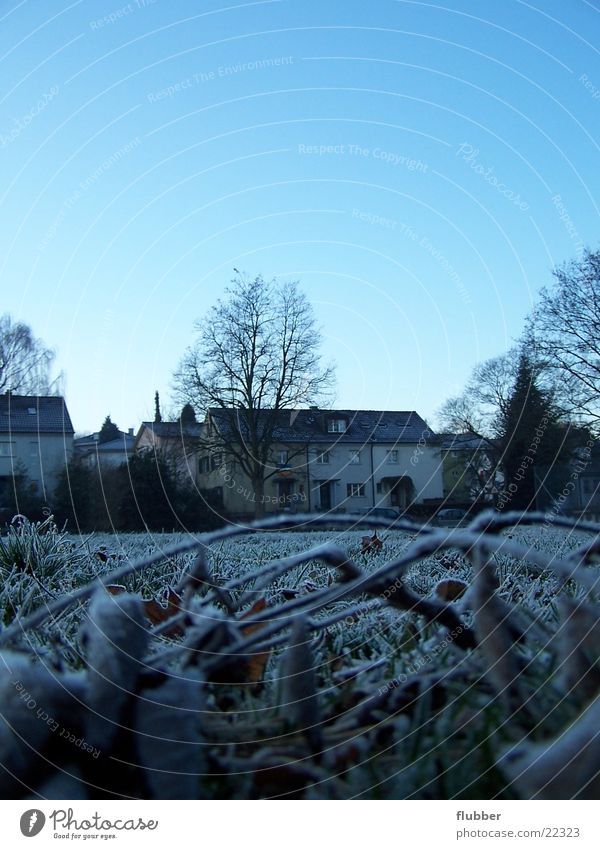 eines morgens II Gras Wiese Tau Winter kalt gefroren nah Raureif Morgen blau Frost