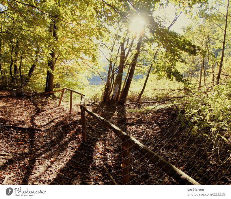 a bissle Herbstwärme Umwelt Natur Landschaft Baum Wald braun gelb gold Buchenwald Geländer Wege & Pfade Fußweg Spazierweg Farbfoto Außenaufnahme Menschenleer