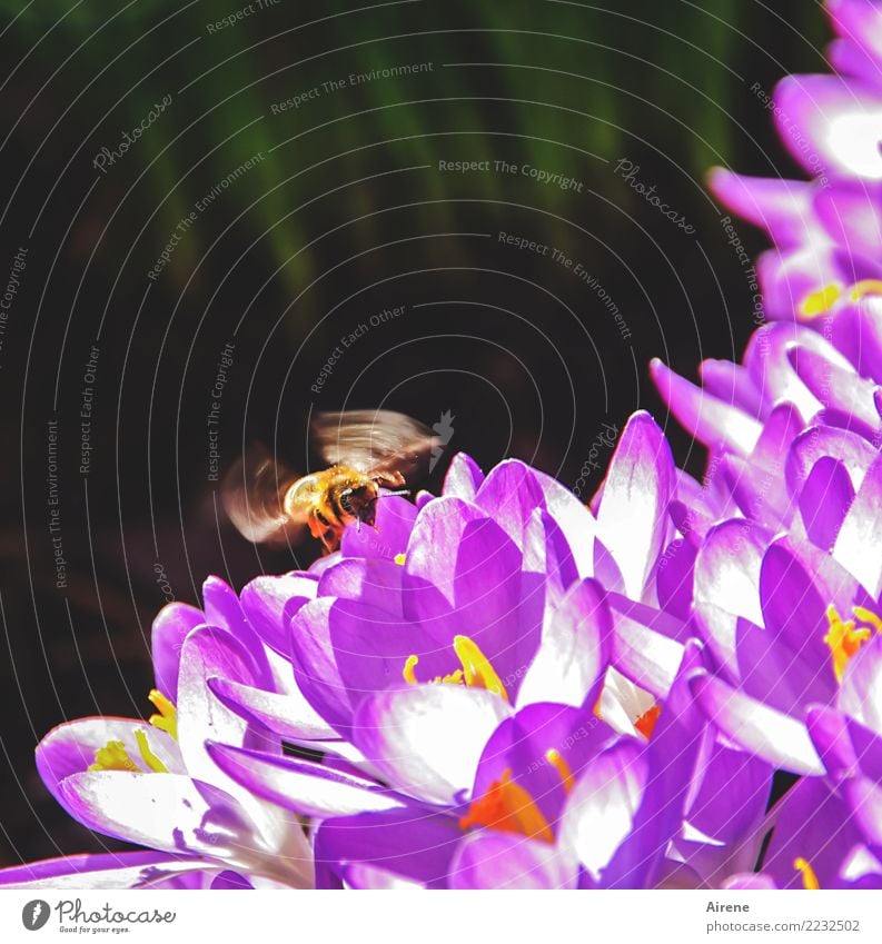 Spannung | beim Landeanflug Biene Krokus Frühling Krokusse fliegen nachhaltig natürlich gelb violett Frühlingsgefühle fleißig schwirren Landen Umwelt Natur