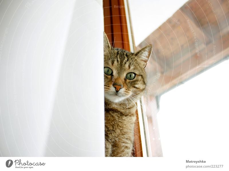 Mein Mitbewohner Fenster Fensterrahmen Haustier Katze Vorhang Blick schön Neugier Güte Farbfoto Innenaufnahme Nahaufnahme Tag Froschperspektive Tierporträt