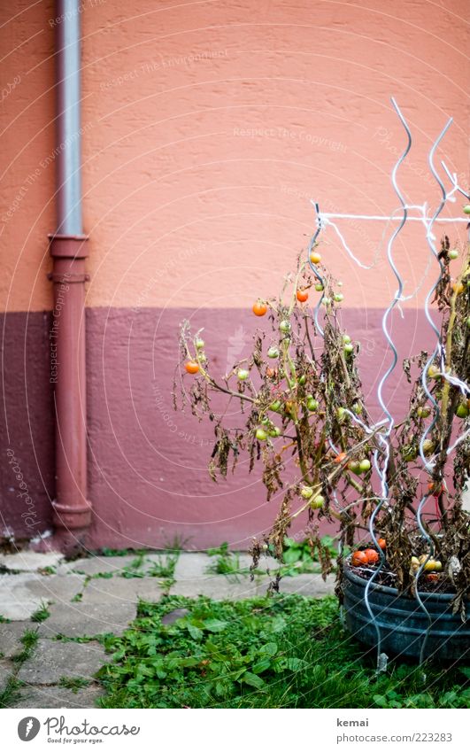Traurige Tomaten Lebensmittel Gemüse Ernährung Umwelt Natur Pflanze Sträucher Nutzpflanze Topfpflanze Garten Wiese Bodenplatten Regenrinne Wand Fassade Stab