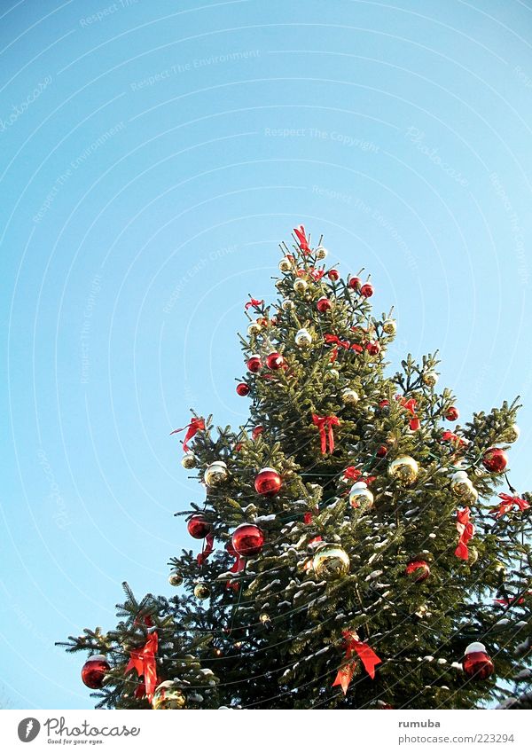 Oh Tannenbaum Natur Baum blau grün Fröhlichkeit Glaube Tradition Weihnachtsbaum Weihnachten & Advent Weihnachtsmarkt Christbaumkugel Baumschmuck Farbfoto