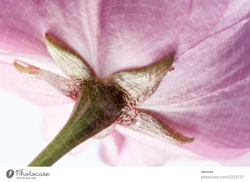 Zierkirschenblüte Frühling Blüte Stengel weich grün rosa Hochblätter Blütenkirsche Farbfoto Studioaufnahme Nahaufnahme Detailaufnahme Makroaufnahme