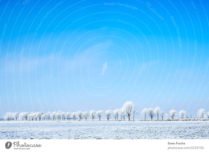 Baumlinie mit Raureif Winter Natur Landschaft Pflanze kalt blau schnee gefroren ba¨ume Landkreis Friesland Ostfriesland himmel vertra¨umt Allee baumlinie