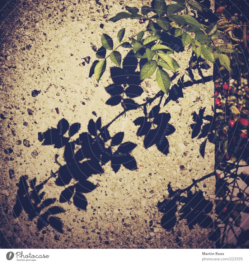 Teesorte und Schatten Frucht Natur Pflanze Sträucher Rose dunkel Blatt Steinwand Gedeckte Farben Außenaufnahme Lomografie Polaroid Muster Strukturen & Formen
