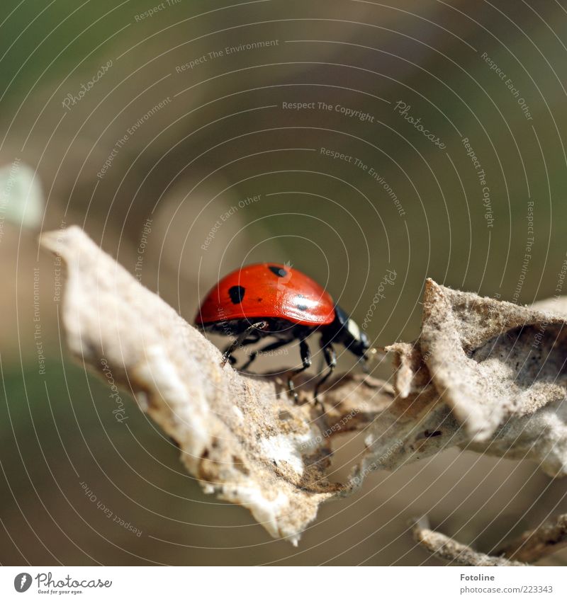 Ein kleiner Käfer geht spaziern Umwelt Natur Pflanze Tier Blatt Wildtier hell nah natürlich rot schwarz krabbeln Beine vertrocknet Farbfoto mehrfarbig