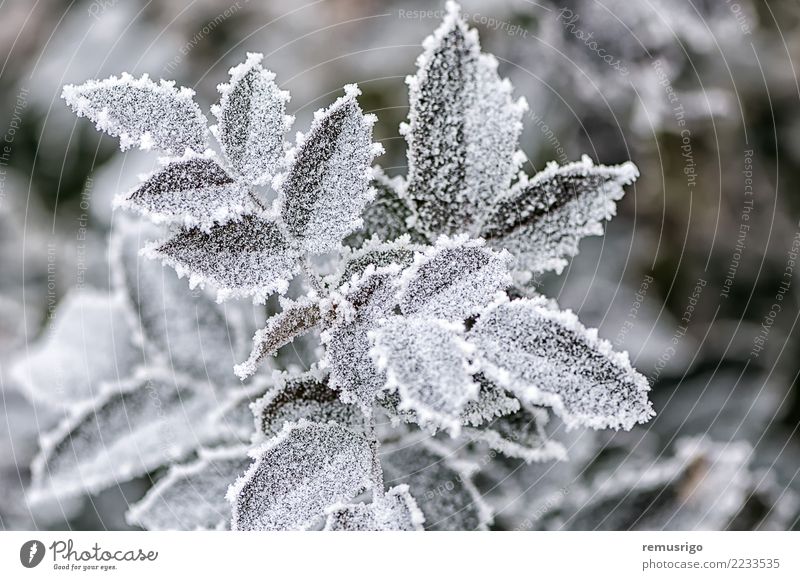Frost auf Rosenblättern Winter Schnee Garten Natur Pflanze Wetter Blatt Park Wald natürlich grün weiß Ast Großstadt kalt Kristalle Reif Raureif Eis eisig