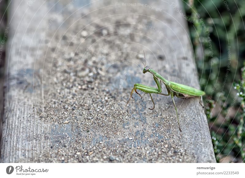 Nahaufnahme einer Gottesanbeterin Tier stehen wild grün Arthropode Wanze Fleischfresser Lebewesen Insekt Schädlinge betend Raubtier Tierwelt Timisoara Rumänien