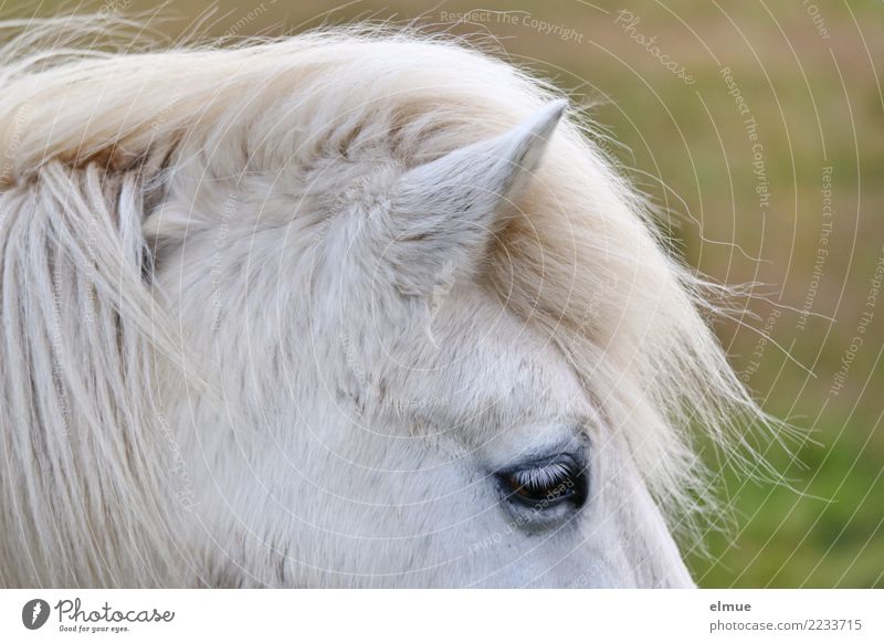 1 PS, aufmerksam Pferd Island Ponys Schimmel Ohr Fell Fellfarbe Auge Mähne stehen ästhetisch frei schön nah natürlich weiß Glück Lebensfreude Tierliebe