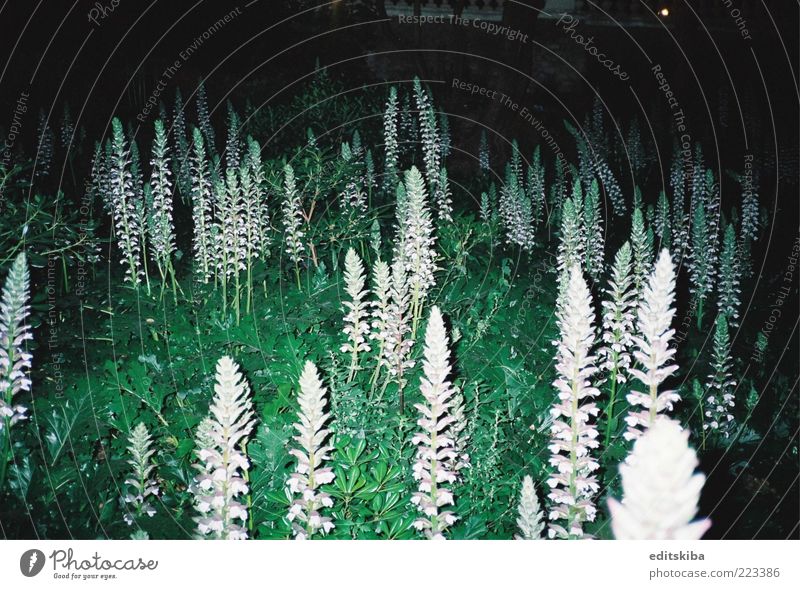 Pflanzen Blume Wildpflanze exotisch mehrfarbig Kunst Hintergrundbild grün Farbfoto Außenaufnahme Menschenleer Abend Nacht Blitzlichtaufnahme Licht Schatten