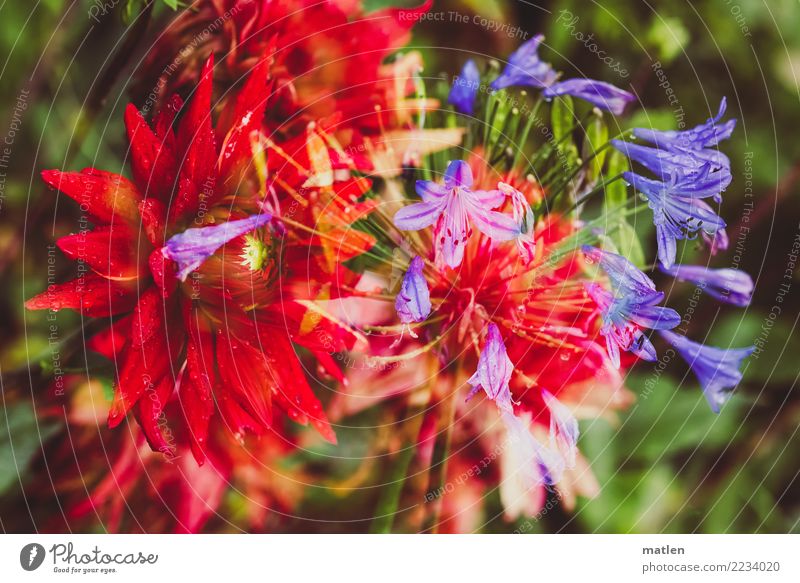 Feuer Pflanze Wassertropfen Garten nah blau grün rot Wahrheit Blühend Dahlien Schmucklilie Lilien Doppelbelichtung nass Farbfoto mehrfarbig Außenaufnahme