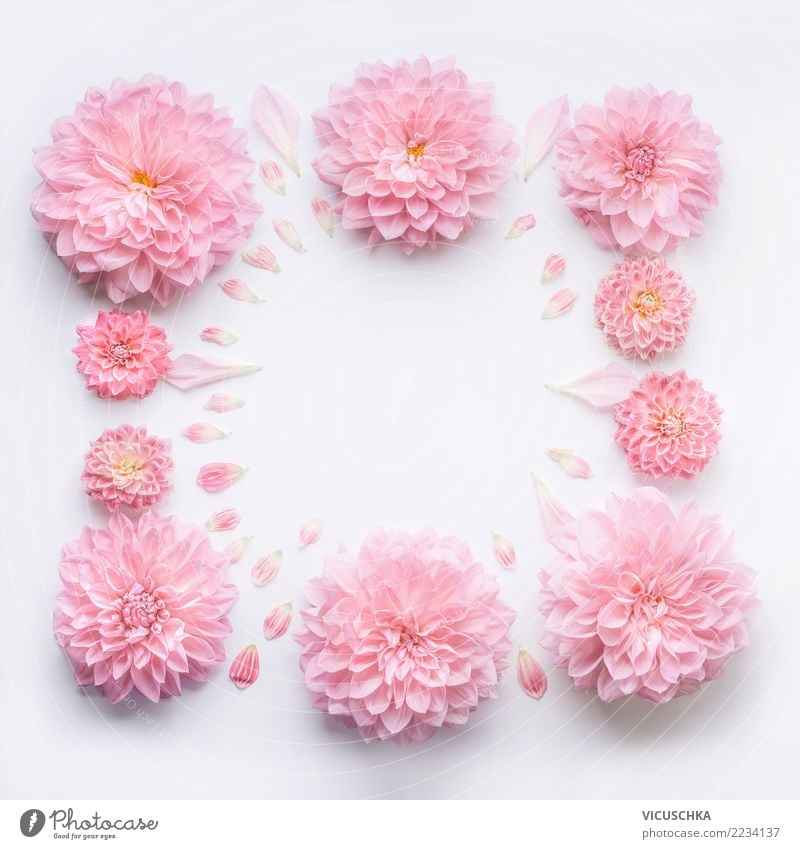 Rahmen aus blass rosa Blüten elegant Stil Design Wellness Spa Feste & Feiern Valentinstag Muttertag Hochzeit Geburtstag Natur Pflanze Blume Rose Blatt