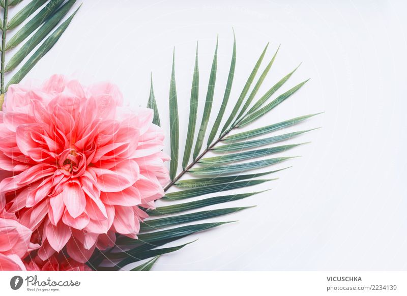 Rosa Blumen und tropische Blätter auf Weiß Stil Design Sommer Pflanze Blatt Blüte trendy rosa Entwurf Palmenwedel Rose Vor hellem Hintergrund Farbfoto