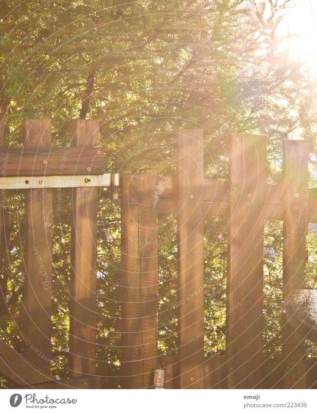 Strahlengang Sonnenlicht Herbst Baum Sträucher Garten leuchten Wärme Zaun Holz Grenze Begrenzung Farbfoto Außenaufnahme Morgen Licht Lichterscheinung