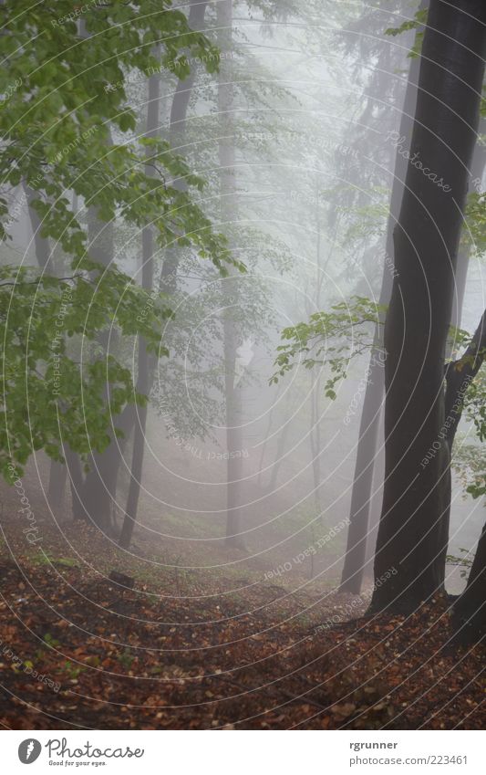 Nebelwald Natur Herbst Baum Blatt Wald Angst Außenaufnahme Menschenleer Morgendämmerung Zentralperspektive Tag