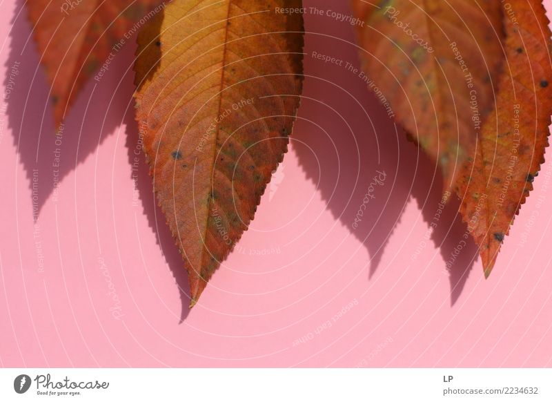 Herbstlaub auf rosa Hintergrund Lifestyle harmonisch Sinnesorgane ruhig Umwelt Natur Urelemente Sommer Baum Blatt Garten Park schön trocken Wärme feminin weich