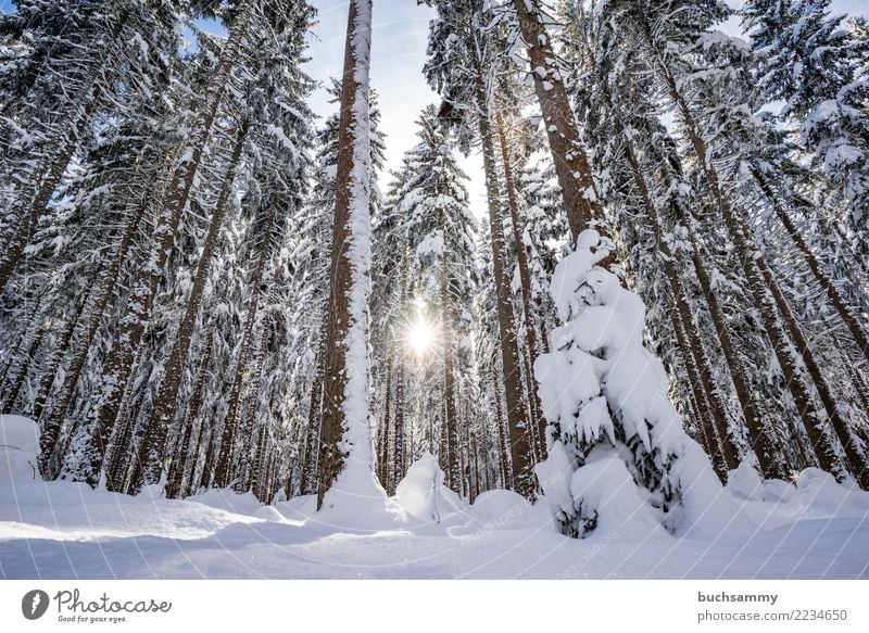 Sonne im Schwarzwald Winter Landschaft Schnee Baum Wald blau weiß Jahreszeiten Schneelandschaft himmel Tanne Farbfoto Außenaufnahme Menschenleer