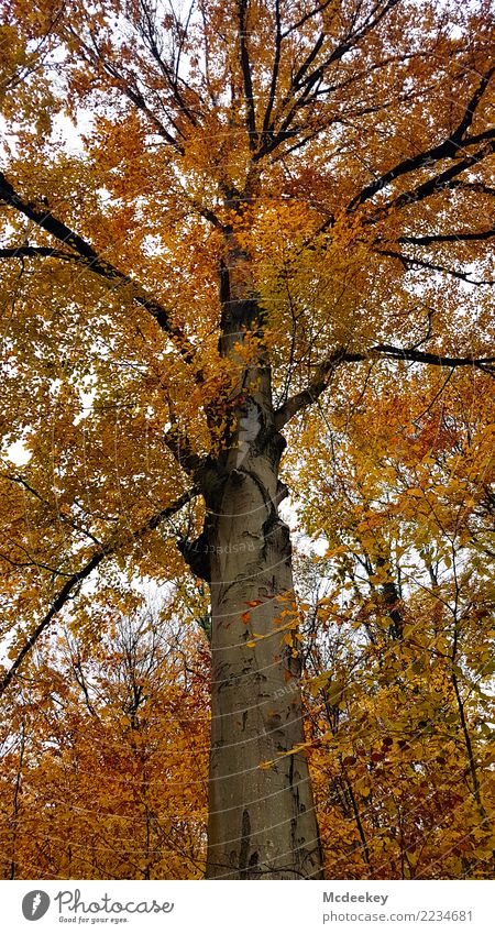 Himmelsleiter Umwelt Natur Landschaft Pflanze Wolken Herbst schlechtes Wetter Regen Baum Sträucher Blatt Wildpflanze Wald verblüht Wachstum authentisch groß