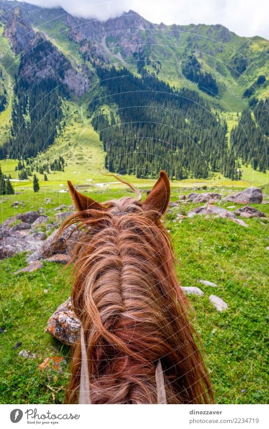Ansicht über Tal vom Pferd zurück, Kirgisistan Lifestyle Freizeit & Hobby Ferien & Urlaub & Reisen Sommer Berge u. Gebirge Sport Natur Landschaft Tier Gras Park