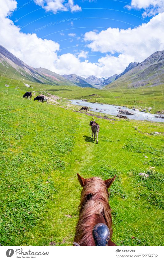 Schönes Tal von Altyn Arashan, Kirgisistan Ferien & Urlaub & Reisen Tourismus Abenteuer Sommer Berge u. Gebirge wandern Natur Landschaft Tier Gras Park Wiese