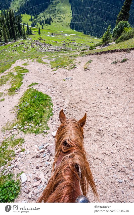 Altyn-Arashan-Tal, Kirgisistan Ferien & Urlaub & Reisen Tourismus Abenteuer Sommer Berge u. Gebirge wandern Natur Landschaft Tier Gras Park Wiese Wald Hügel