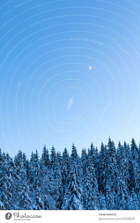 Moonrise over Glaskogen Landschaft Nachthimmel Mond Winter Schnee Wald blau Stimmung ruhig Glaube demütig Einsamkeit Abenteuer Senior Ewigkeit Gefühle