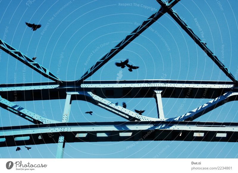 Bodega Bay ist überall Himmel Wolkenloser Himmel Brücke Bauwerk Tier Vogel Schwarm Stahl fliegen blau Rabenvögel Krähe Brückenpfeiler Stahlkonstruktion Farbfoto