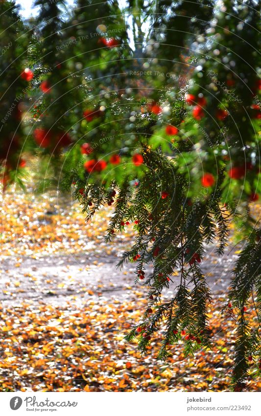 Vorhang Herbst Baum Nadelbaum Eibe Samen Zweig Herbstlaub herbstlich Herbstfärbung grün rot leuchtende Farben hängen verstecken Versteck Wege & Pfade Blüte