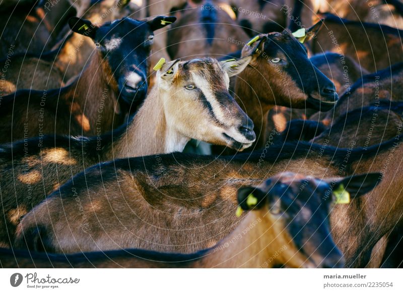 Ziegen im Allgäu Natur Sommer Tier Nutztier Tiergruppe Herde Farbfoto Gedeckte Farben Außenaufnahme Nahaufnahme Tag Sonnenlicht Low Key Zentralperspektive