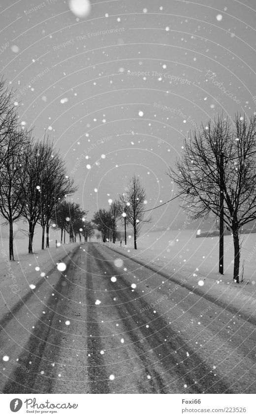 Stille II Winter Schnee Natur Landschaft Schneefall Baum Verkehrswege Straßenverkehr beobachten schön schwarz weiß Stimmung ruhig Bewegung einzigartig Umwelt