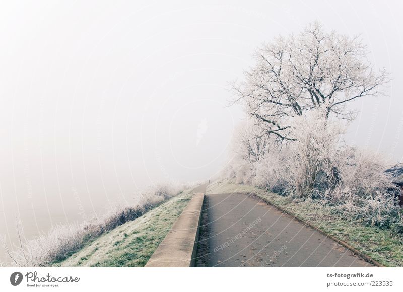 Winternebel Natur Landschaft Pflanze Himmel Nebel Eis Frost Baum Sträucher Wege & Pfade kalt grau grün weiß Raureif Nebelschleier Nebelbank Uferdamm Farbfoto