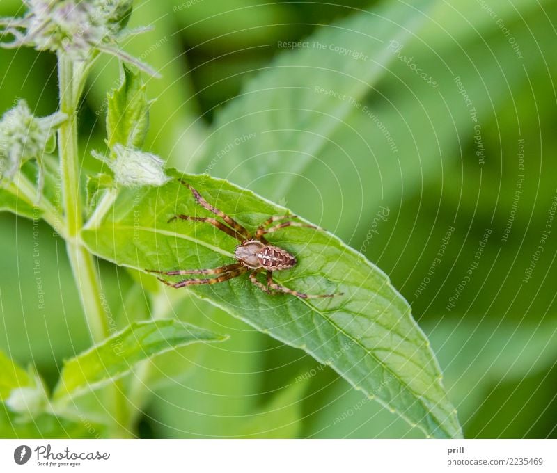 European garden spider Natur Pflanze Tier Spinne fangen warten natürlich rot Kreuzspinne europäische kreuzspinne araneus Fleischfresser wirbellos Radnetzspinne