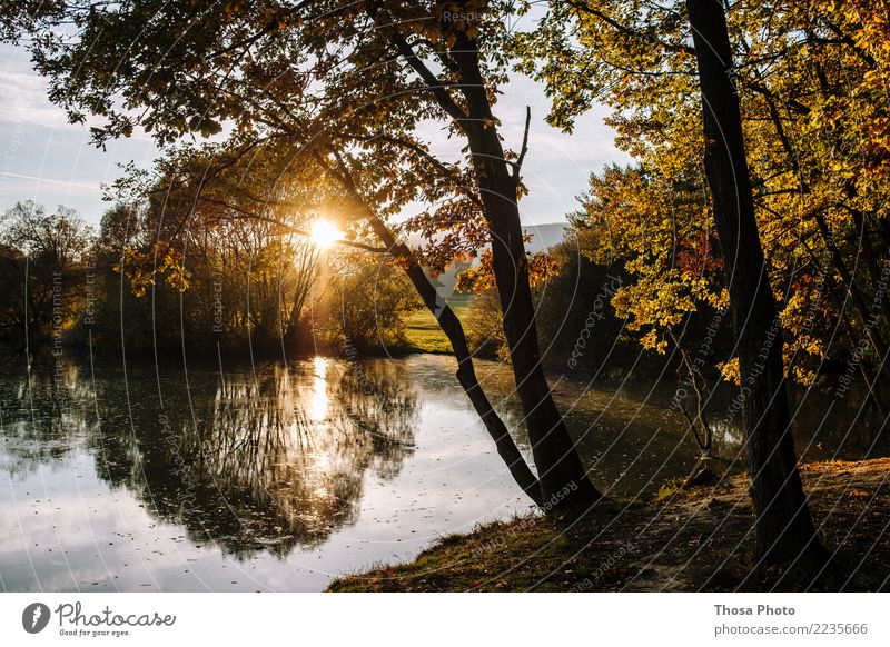 Slovakia II Natur Landschaft Herbst Schönes Wetter wild braun gelb gold Sonne Baum Küste Slowakische Republik Abendsonne Idylle See schön Farbfoto Außenaufnahme