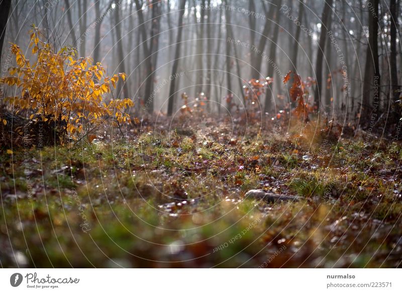 im Herbstwald Umwelt Natur Pflanze Schönes Wetter Nebel Baum Gras Sträucher Wald glänzend wild Stimmung Farbfoto Morgen Außenaufnahme Menschenleer Waldboden