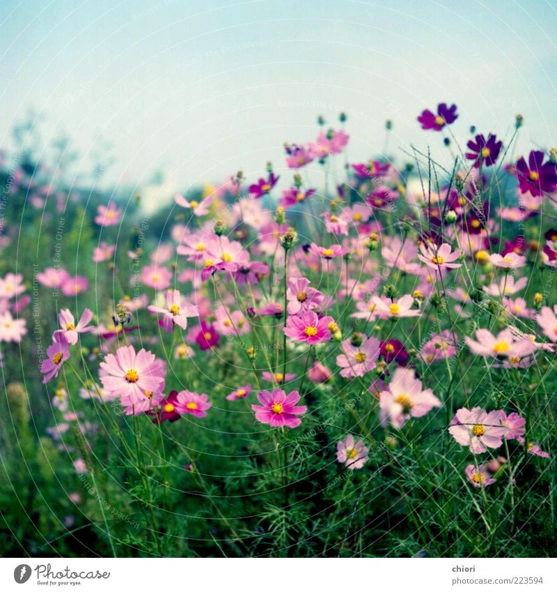 Mein Traum............ schön Leben rosa Farbfoto Außenaufnahme Menschenleer violett Blüte Blühend Blumenwiese Wiesenblume