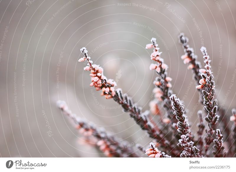 Zierheide mit dem ersten Frost Raureif Wildpflanze Heidekraut Sträucher Winterkälte Wintereinbruch Calluna Calluna vulgaris Kälte Kälteeinbruch frieren