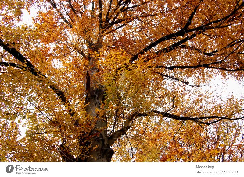 Der goldene Herbst Umwelt Natur Landschaft Pflanze Himmel Wolken schlechtes Wetter Regen Baum Blatt Wildpflanze Wald authentisch frisch schön kalt nass