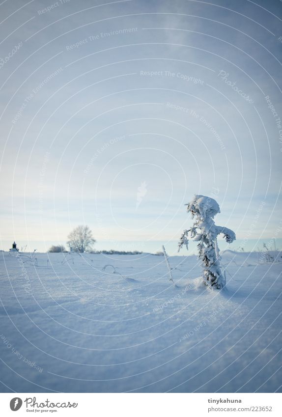 Der Eismann kommt! Winter Schnee Frost Gras Wiese frieren stehen kalt blau weiß ruhig Vergänglichkeit Ferne Gedeckte Farben Außenaufnahme Menschenleer