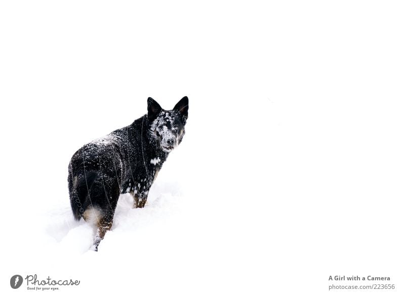 Snow Dog II Umwelt Natur Winter Schnee Wiese Tier Haustier Hund 1 Blick Spielen außergewöhnlich Freundlichkeit Fröhlichkeit Glück kalt schwarz weiß Identität