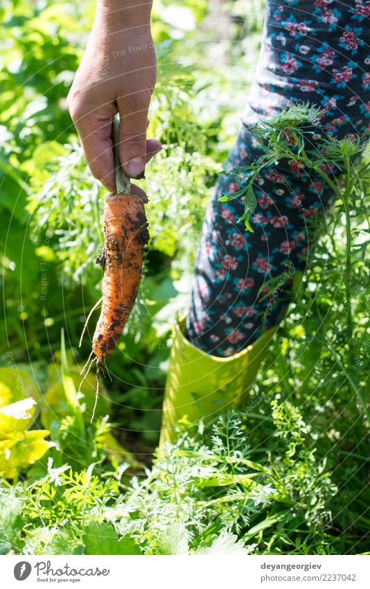 Frau Ernte Karotten Gemüse Vegetarische Ernährung Garten Gartenarbeit Erwachsene Hand Pflanze Erde Wachstum frisch grün Möhre organisch Lebensmittel Haufen