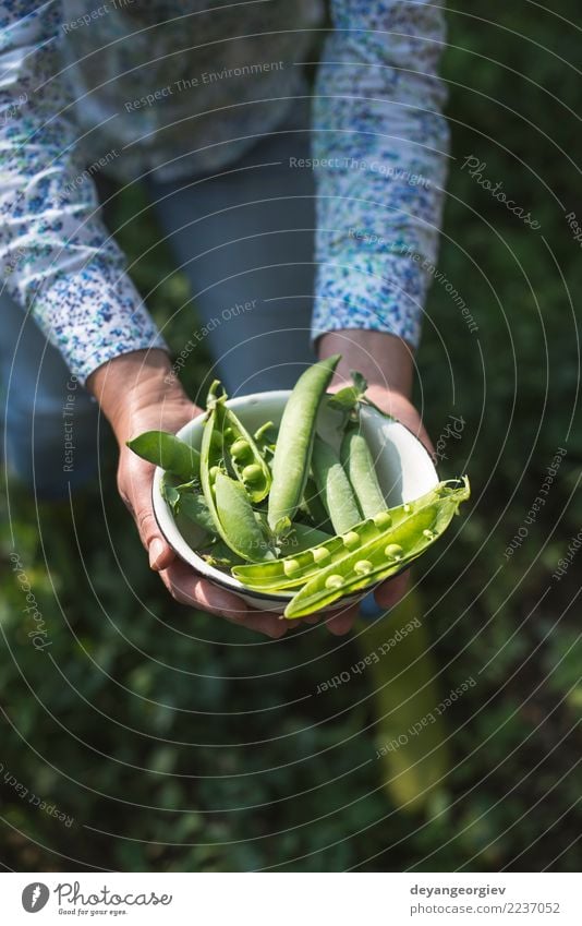 Erbsenpflanzen ernten Gemüse Vegetarische Ernährung Sommer Sonne Garten Gartenarbeit Frau Erwachsene Hand Natur Pflanze Blatt Wachstum frisch grün Lebensmittel
