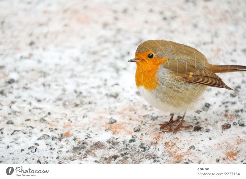 Rotkehlchen im Winter Weihnachten & Advent Umwelt Natur Tier Eis Frost Schnee Vogel beobachten Fressen füttern Kommunizieren niedlich schön braun grau orange