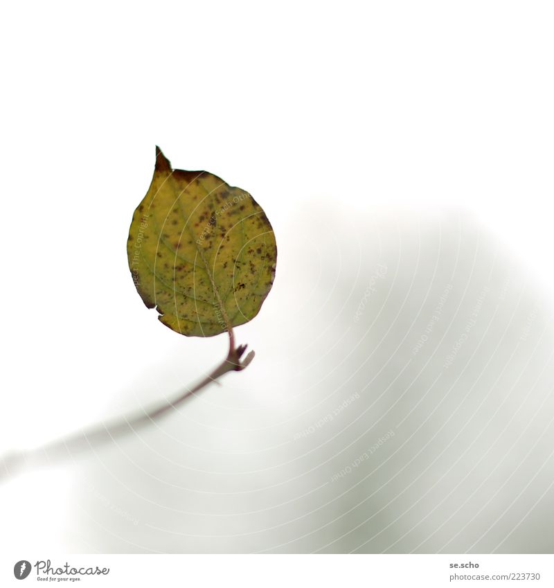 Nr. 50 zum 3. Umwelt Natur Pflanze Herbst Blatt Grünpflanze Einsamkeit ruhig grün scheckig Zweig schön Farbfoto Außenaufnahme Nahaufnahme Detailaufnahme